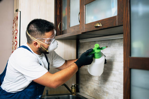 Best Local Pest Control Services  in English Creek, NJ
