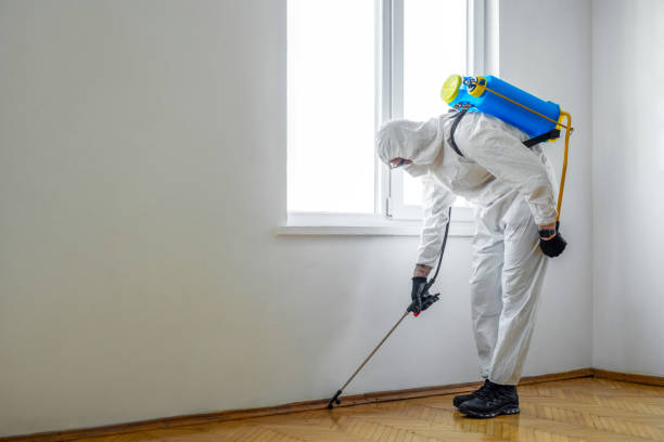 Insect Control in English Creek, NJ