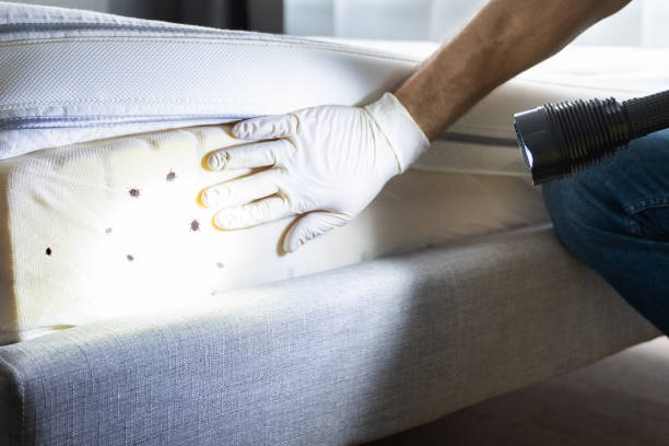 Reliable English Creek, NJ Pest Control Solutions