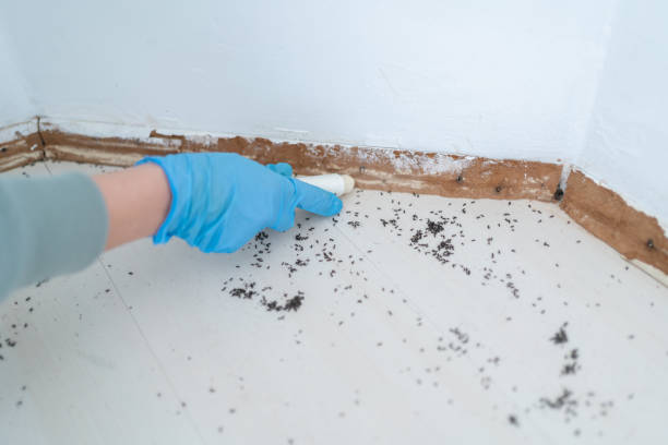 Best Residential Pest Control  in English Creek, NJ